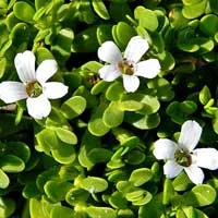 Bacopa Monnieri for brain health support