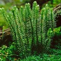 Huperzia Serrata for brain health support